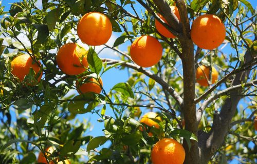 oranges, fruits, grove-1117628.jpg